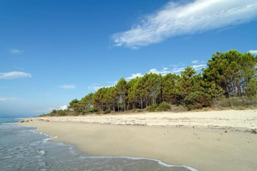 Marine De Bravone T2 Terrasse Front De Mer - Plage Pieds Dans L'Eau - Clim - Piscine - Wifi Linguizzetta Dış mekan fotoğraf